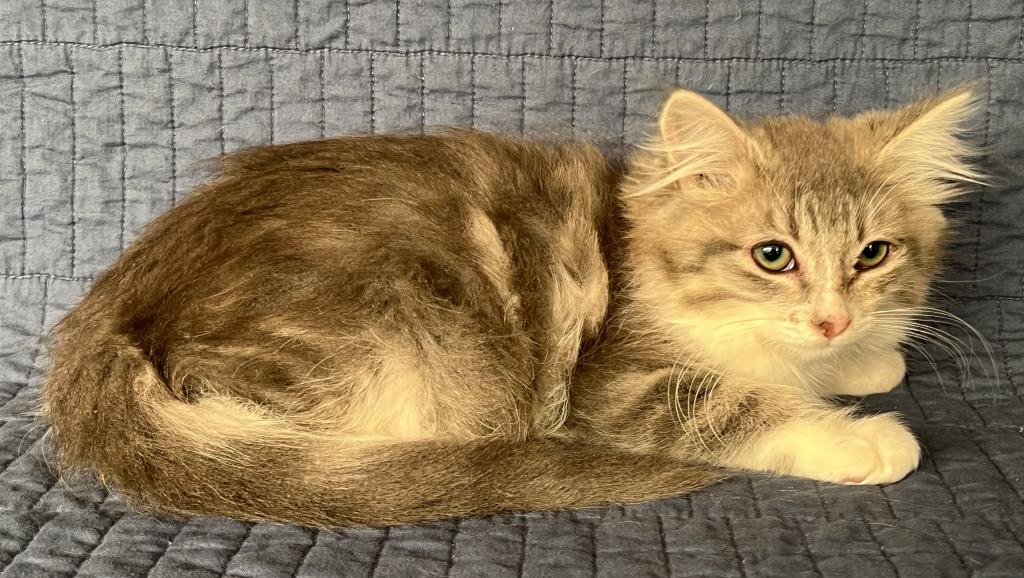 Beautiful Kittens photo 2