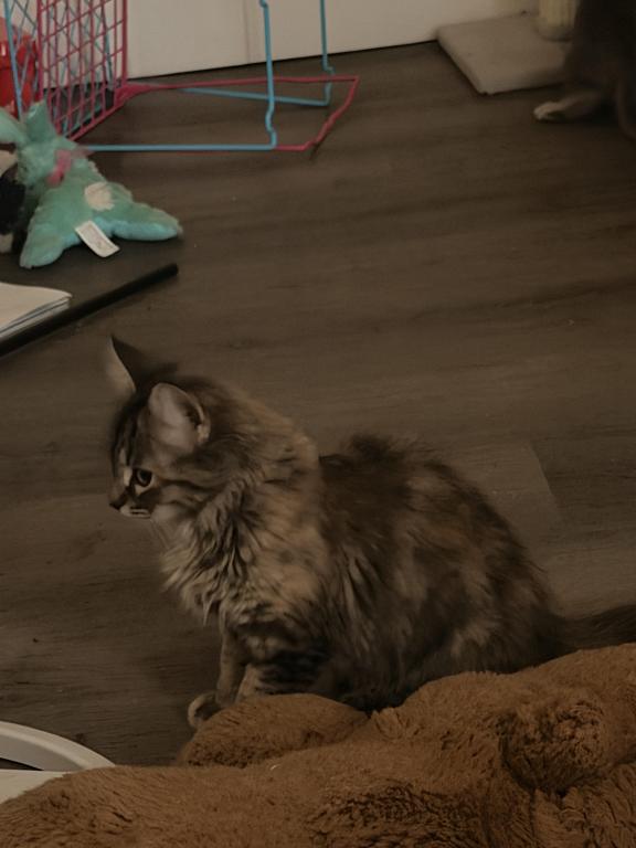 Mocha
