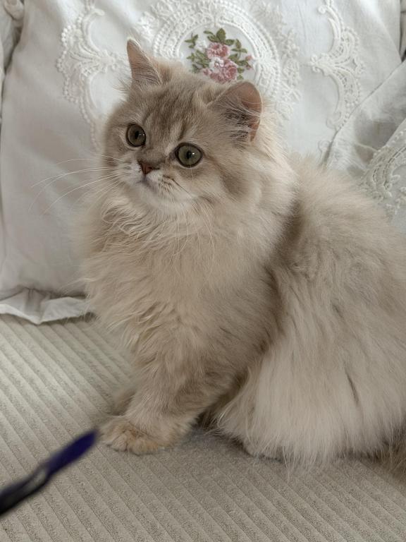 Selesta DNA Verified Lilac Golden Longhair photo 9