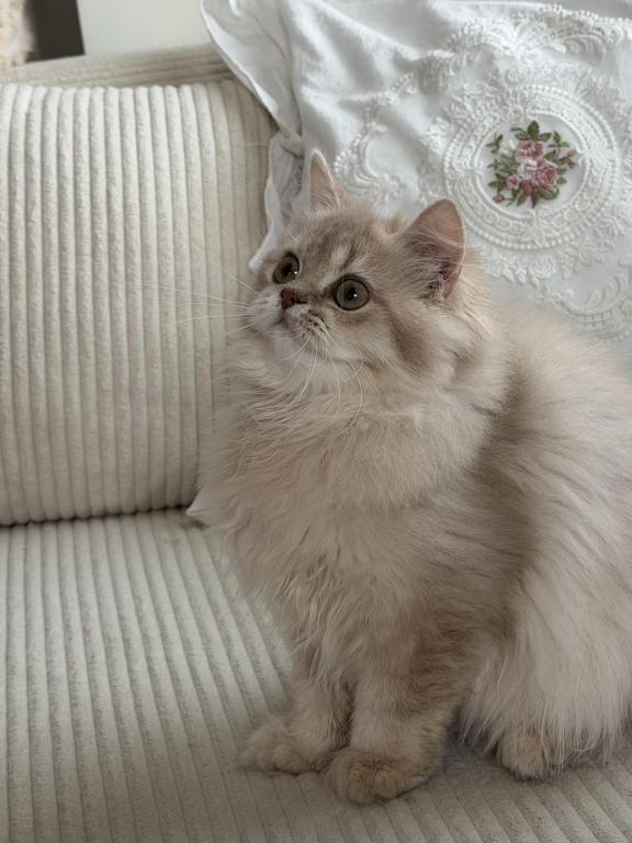 Selesta DNA Verified Lilac Golden Longhair photo 14