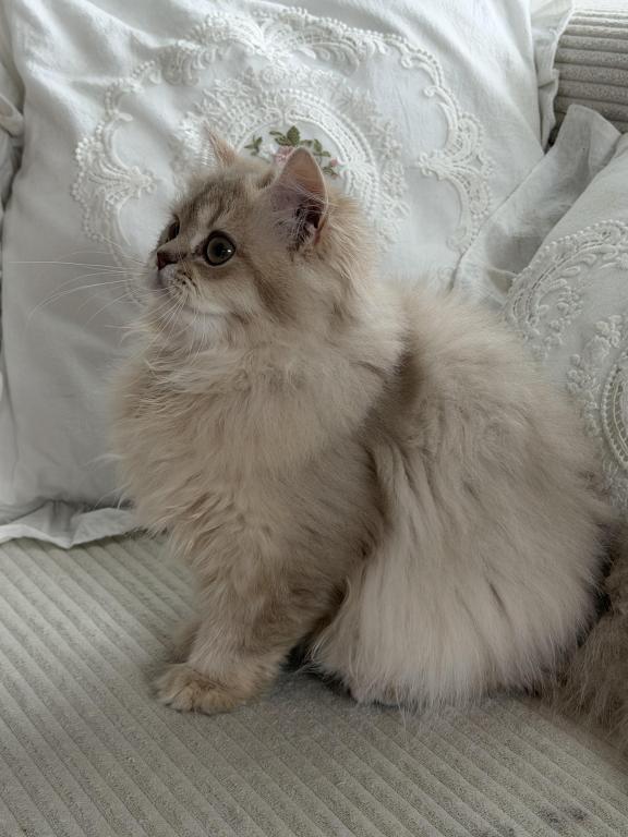 Selesta DNA Verified Lilac Golden Longhair photo 6