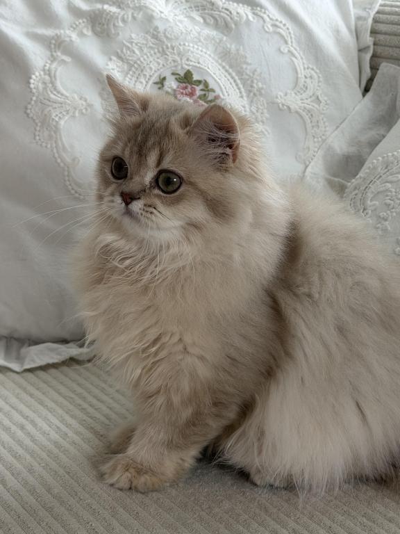 Selesta DNA Verified Lilac Golden Longhair photo 10
