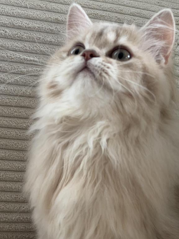 Selesta DNA Verified Lilac Golden Longhair photo 4
