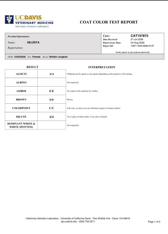 Selesta DNA Verified Lilac Golden Longhair photo 2