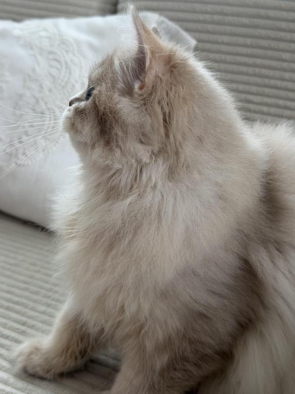 Selesta DNA Verified Lilac Golden Longhair photo 5