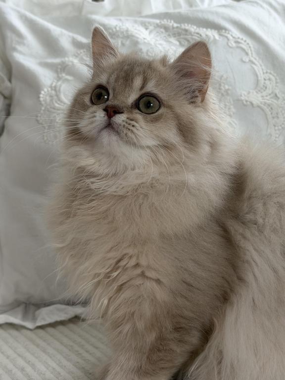 Selesta DNA Verified Lilac Golden Longhair photo 16