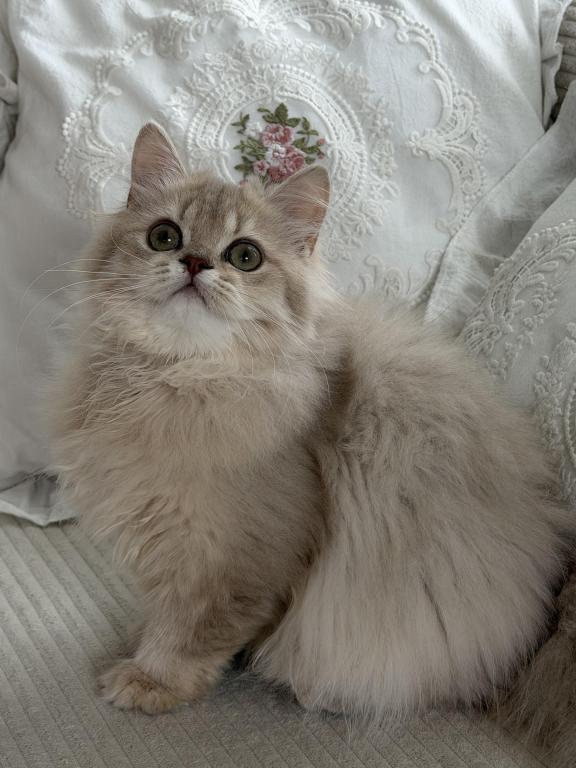 Selesta DNA Verified Lilac Golden Longhair photo 13