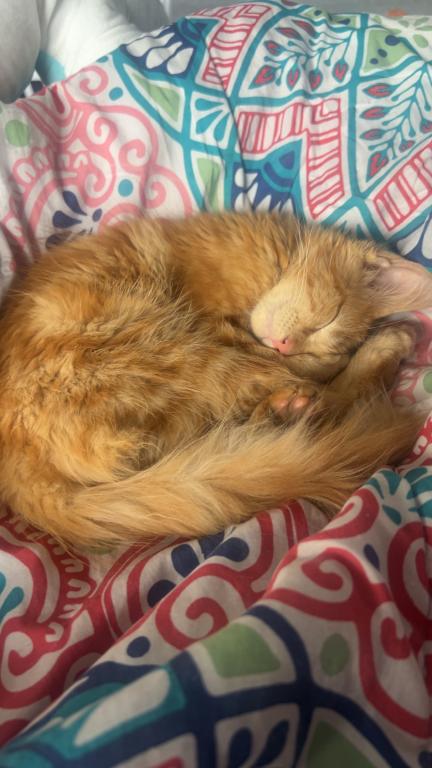 Simba photo 3