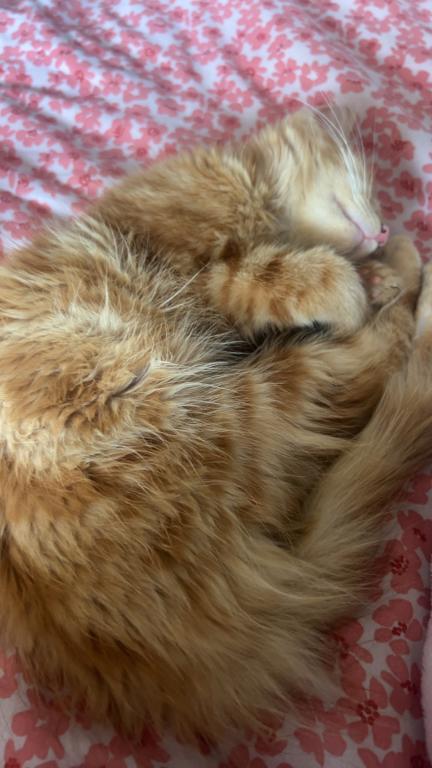 Simba photo 5