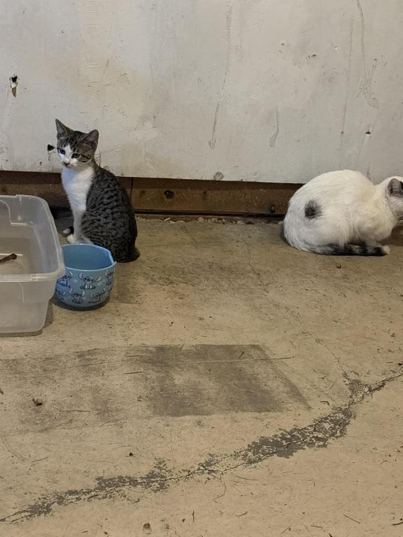 Kitten photo 1