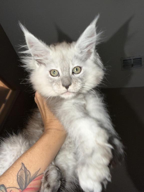 Silver Ticked Tabby Female