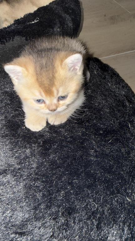 Goldie photo 3