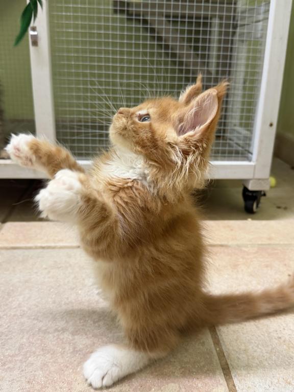 Zoro Polydactyl photo 2