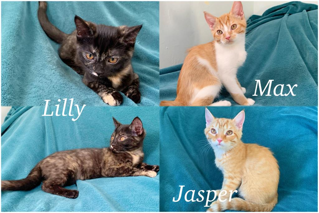 Kittens Looking For A Home