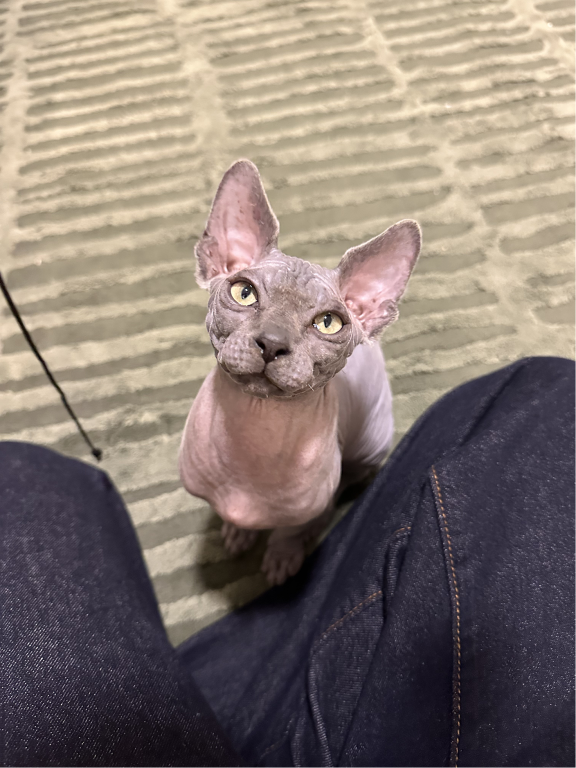 Kreacher