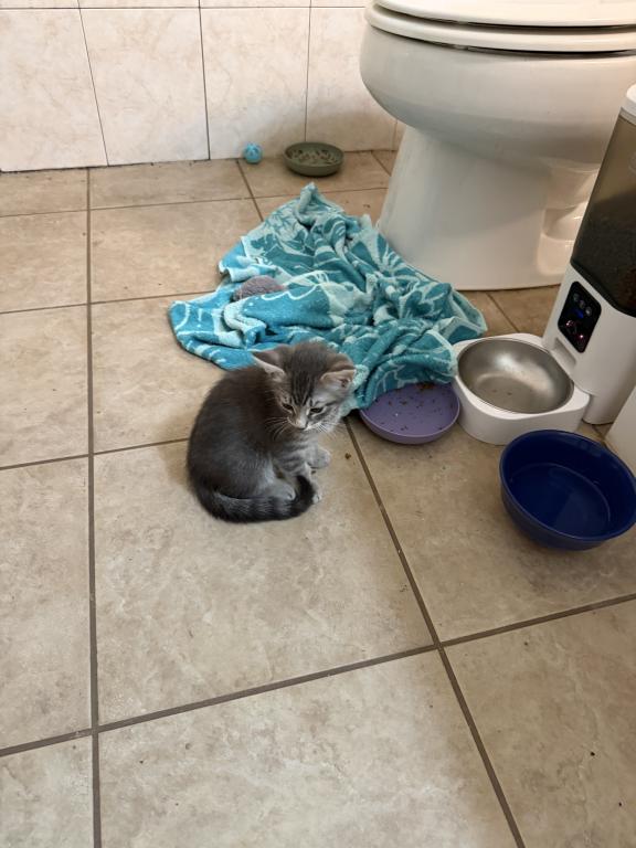 Kitty photo 2
