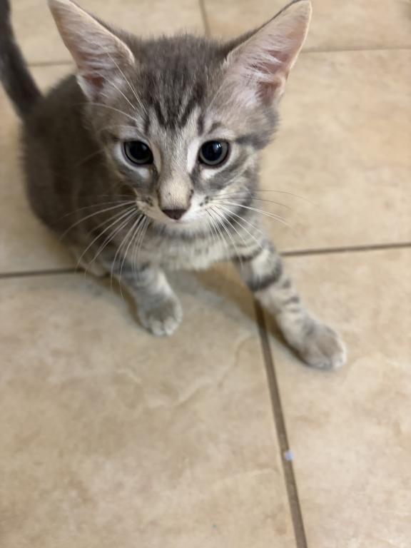 Kitty photo 1