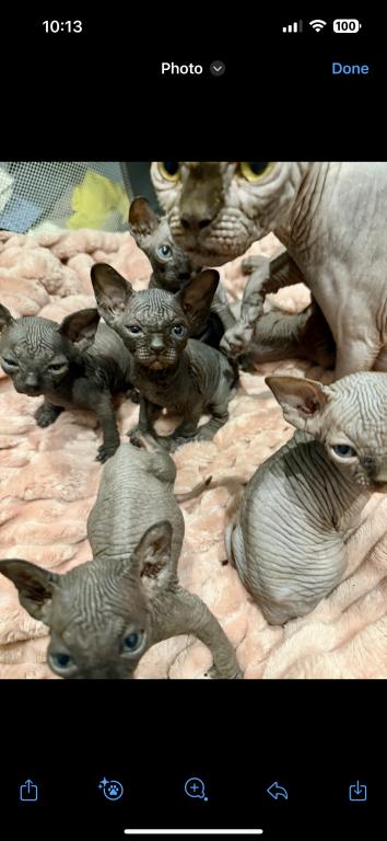 Ivankas First Litter