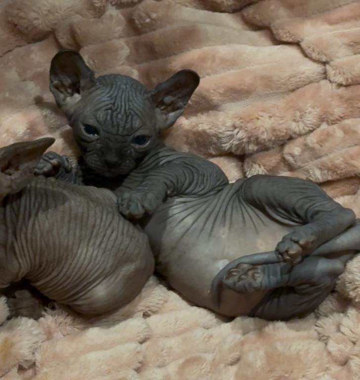 Ivankas First Litter photo 2