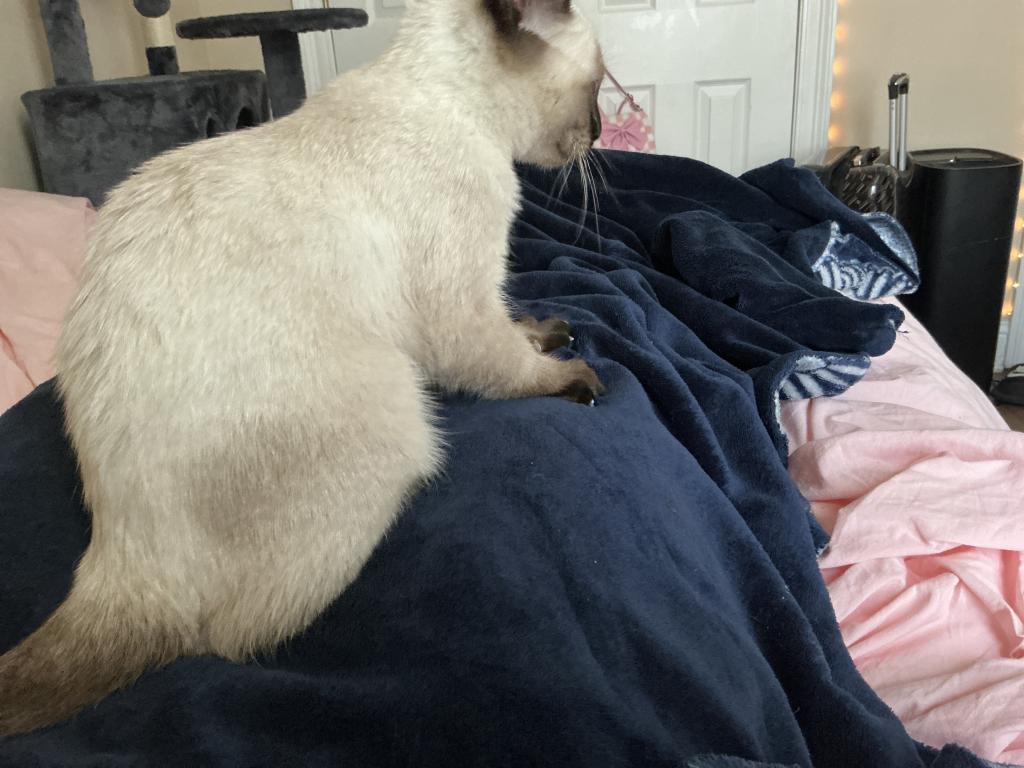 Milo photo 5
