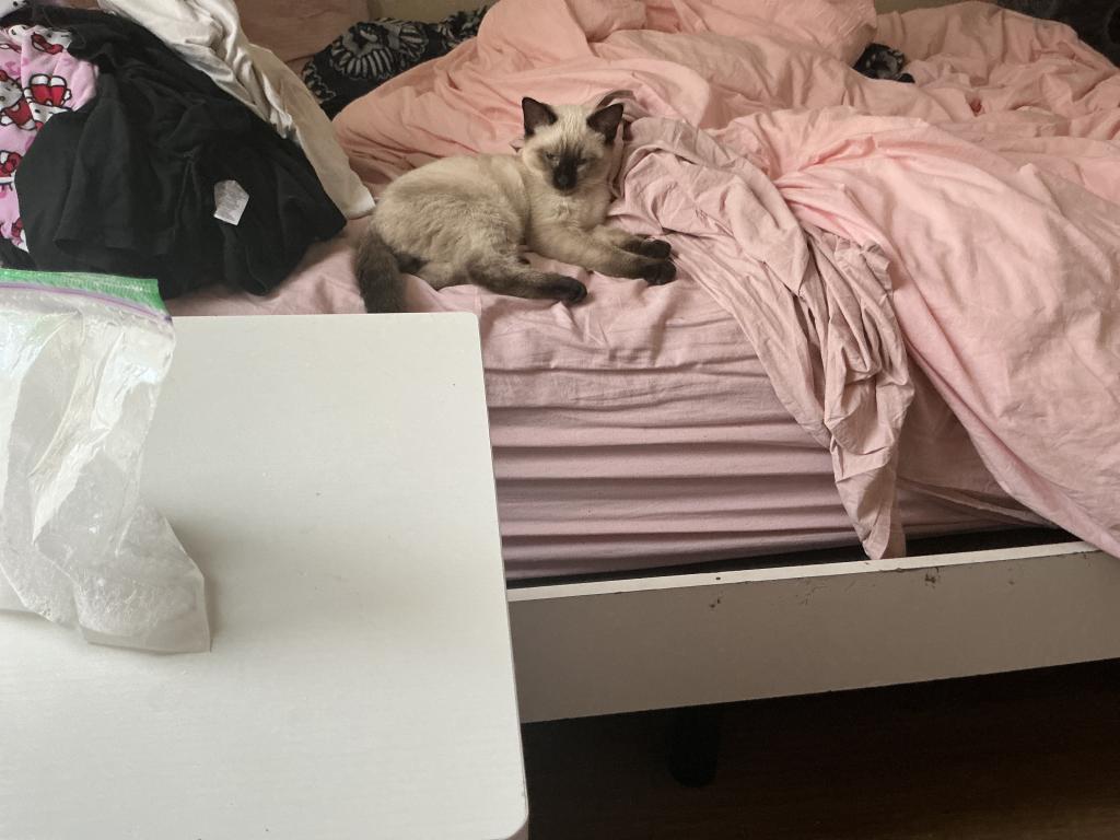 Milo photo 7