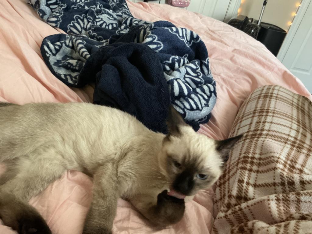 Milo photo 4