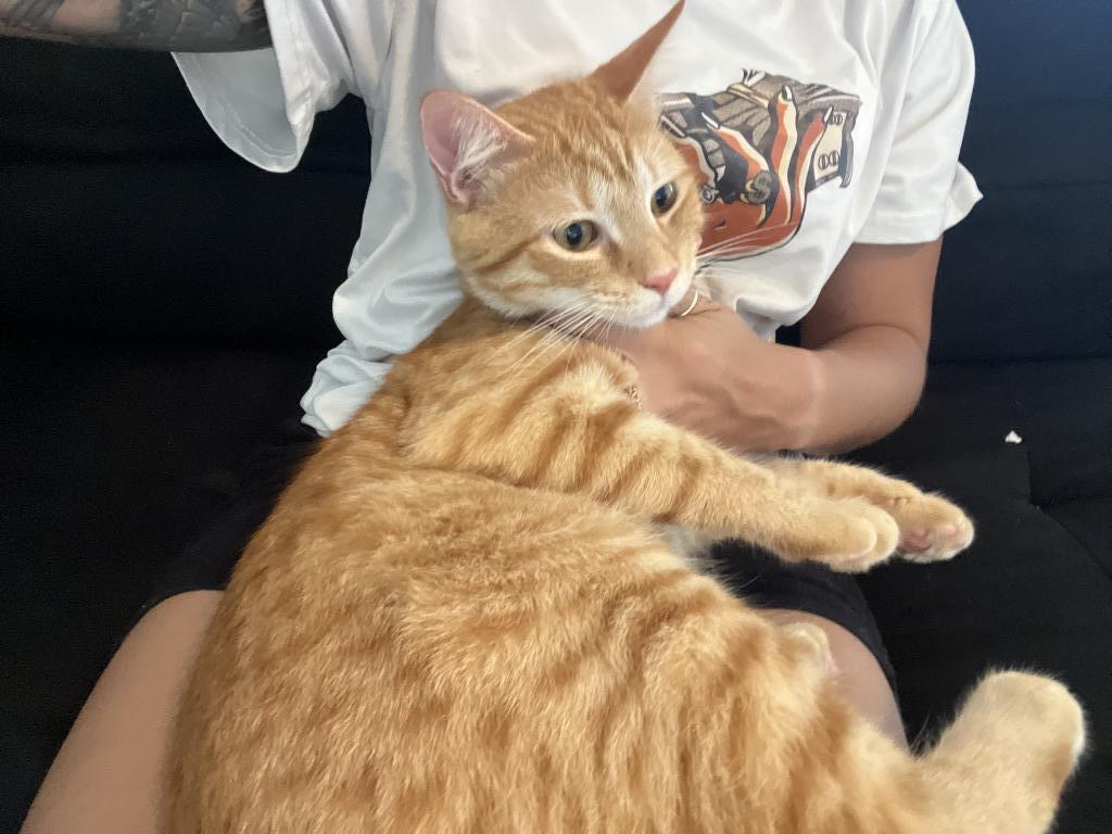 Simba photo 2
