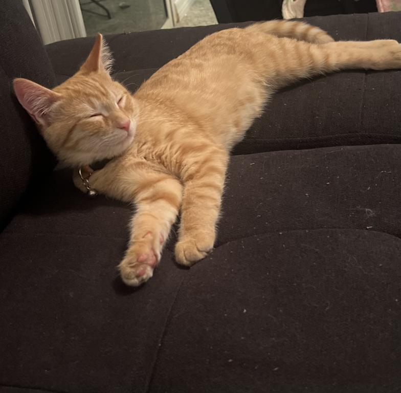 Simba photo 1