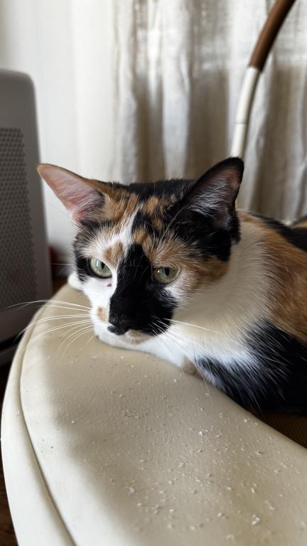 Sansa photo 4