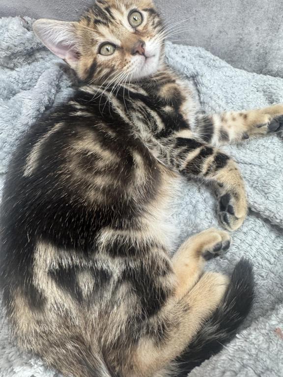 Haus Of Bengals photo 2