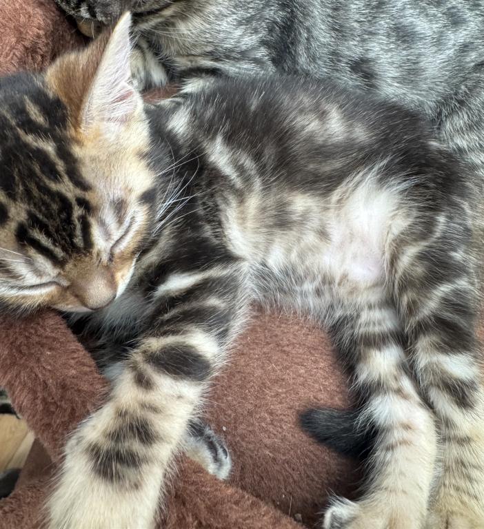Haus Of Bengals photo 4