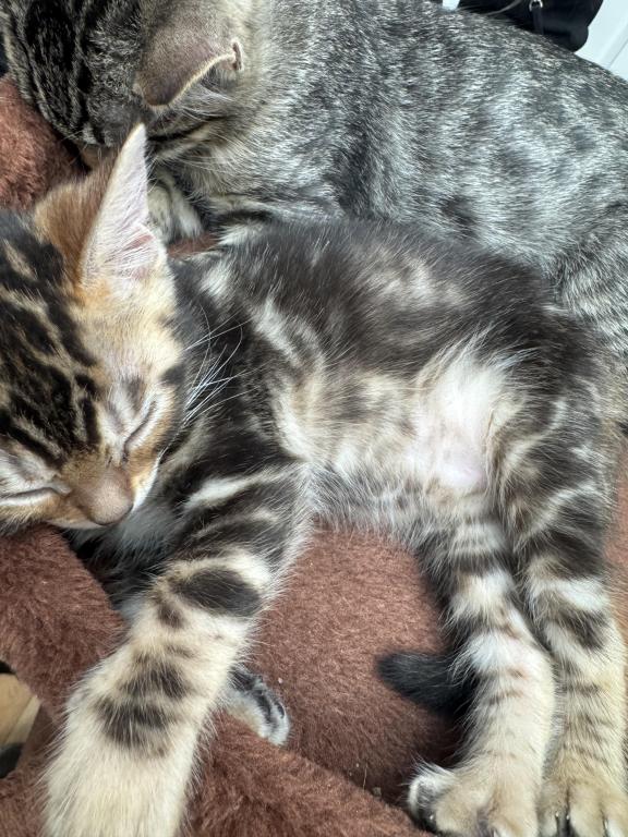 Haus Of Bengals photo 3