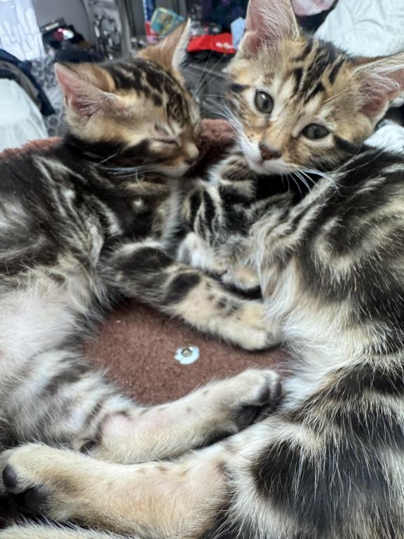 Haus Of Bengals photo 1