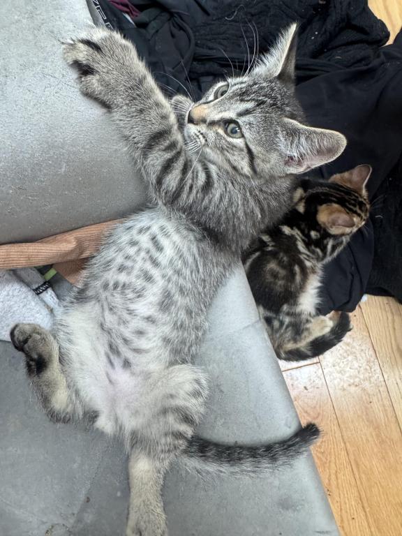 Haus Of Bengals photo 10