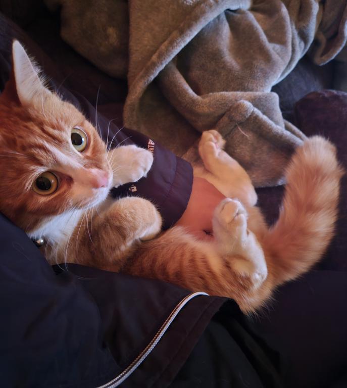 Peaches
