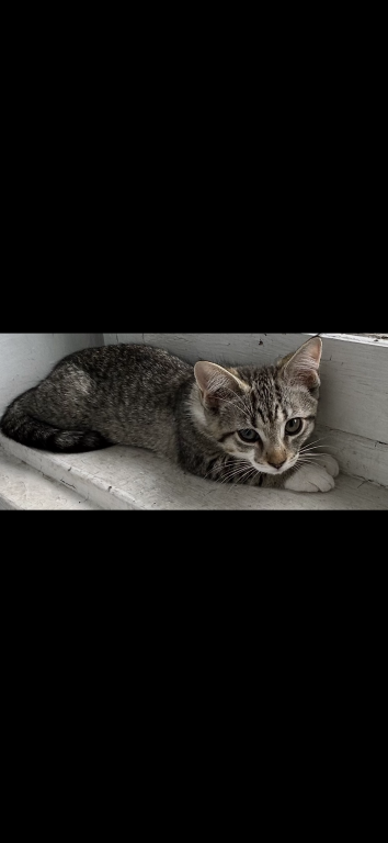 Lola