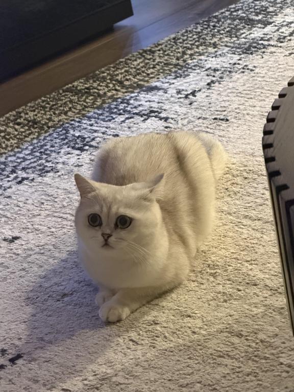 Lulu photo 3