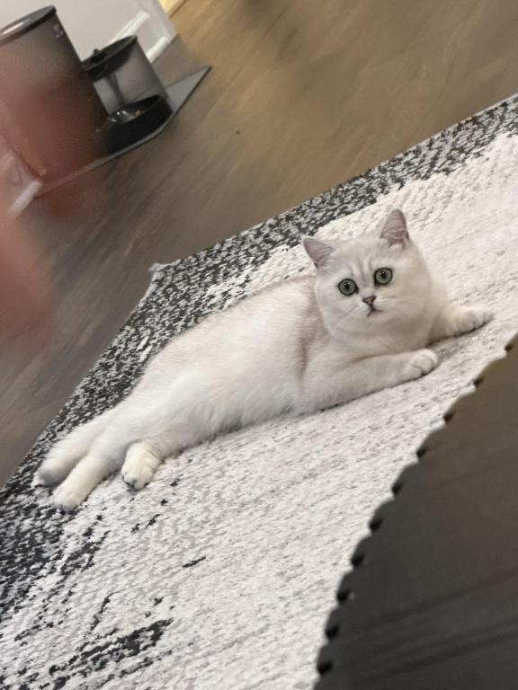 Lulu photo 2
