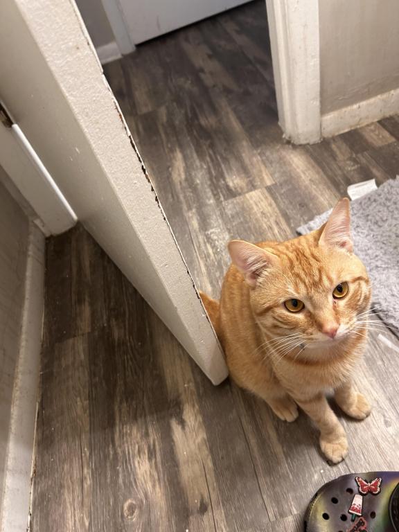 Garfield