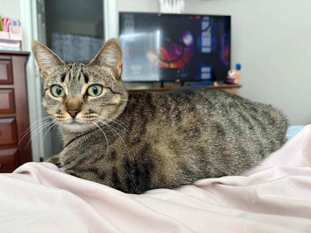 Bagel