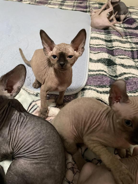 Luna Litter