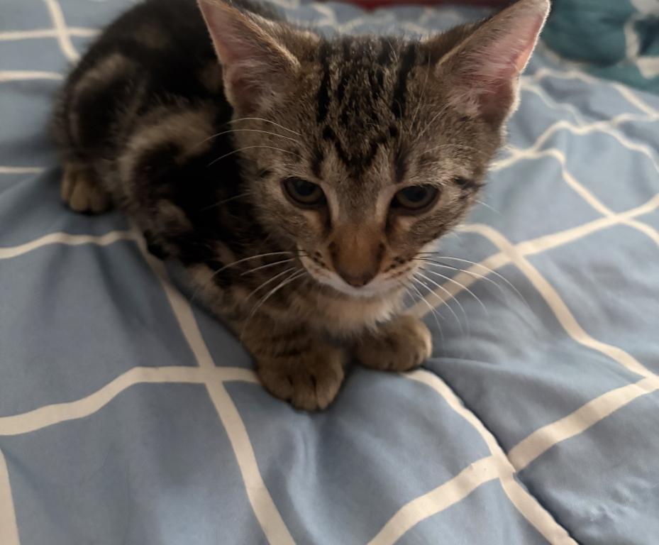 7 Kittens photo 4
