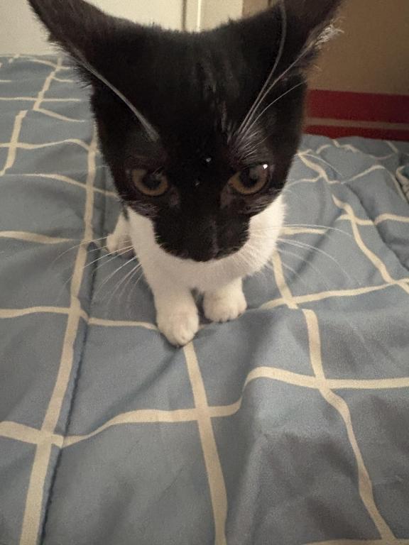 7 Kittens photo 8