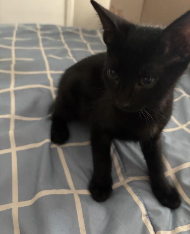 7 Kittens photo 3