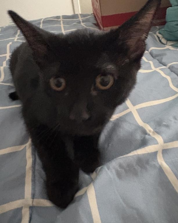 7 Kittens photo 6