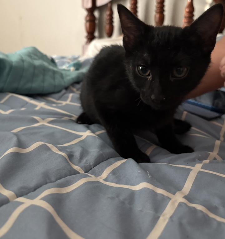 7 Kittens photo 2