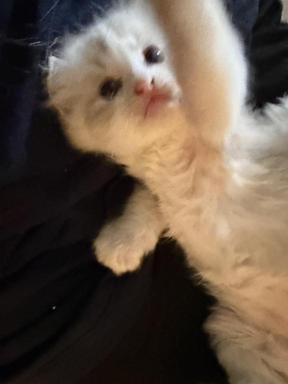 Ragdoll Kitties