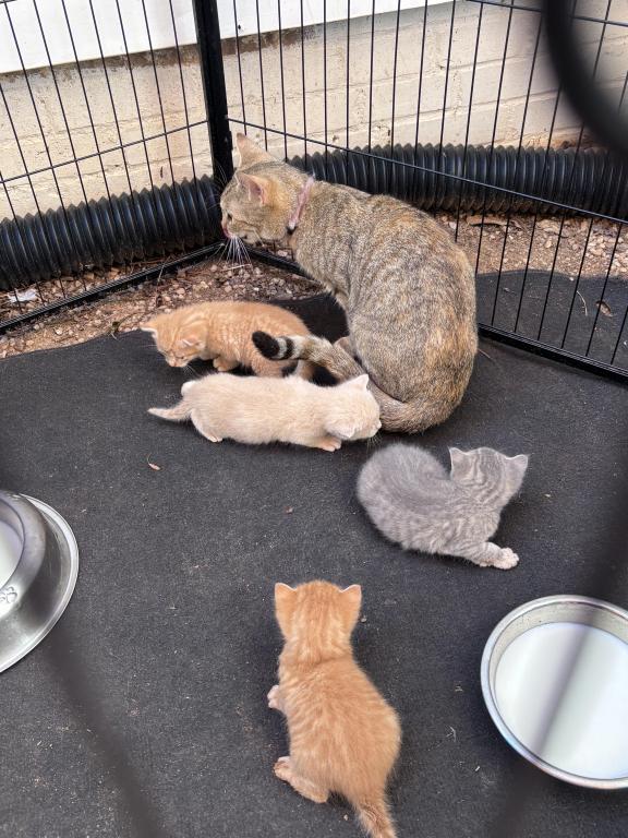 5 Kitties Available For Sale photo 3