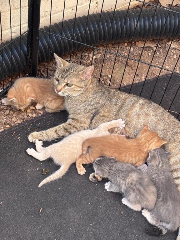 5 Kitties Available For Sale photo 1