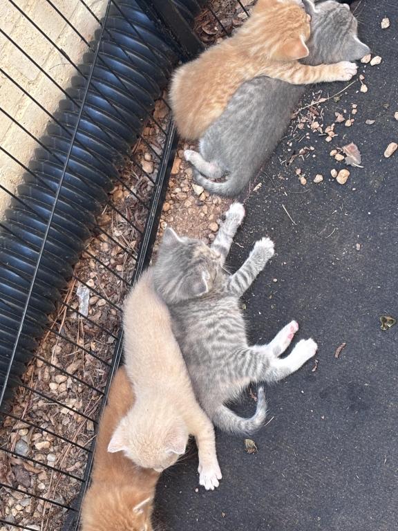 5 Kitties Available For Sale photo 2